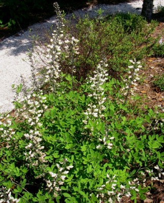Spiked White Indigo